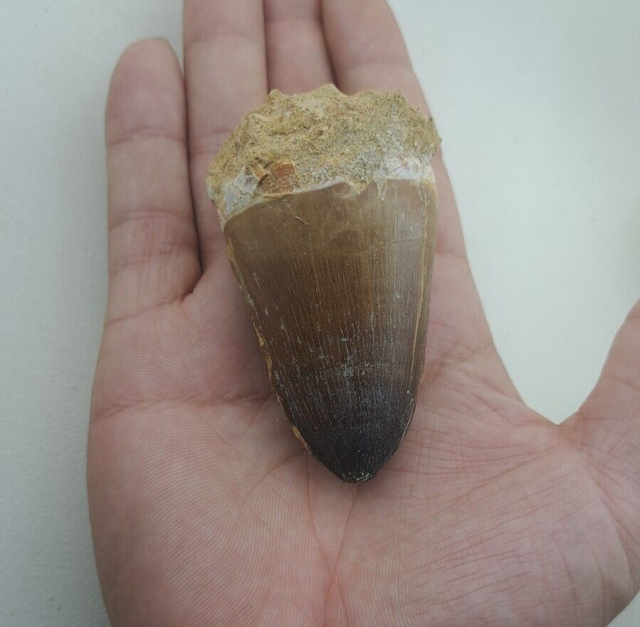 1.9 Inches Rare Mosasaur Tooth Fossil Prognathodon  teeth Morocco Fossilized 