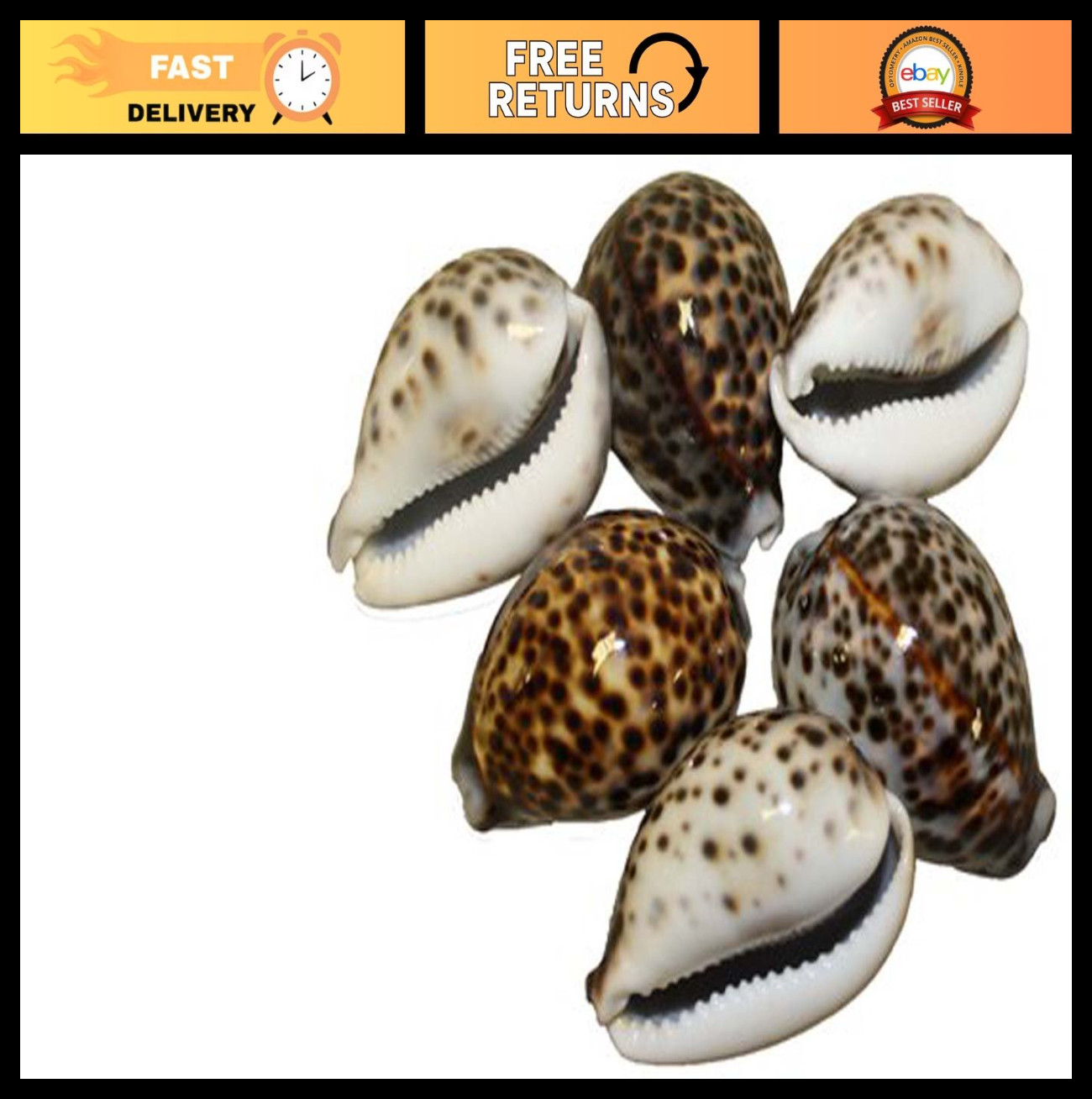 US Shell, 6 Piece, Tiger Cowries Sea Shell, 6 to 7 Centimeters in Size, Brown