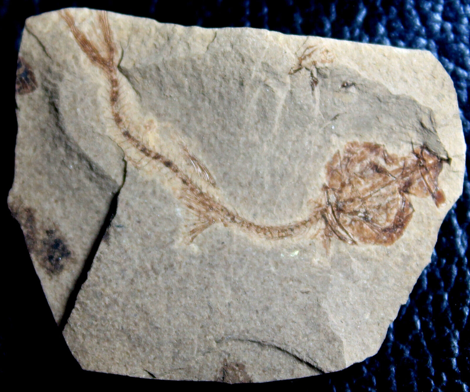 Argentinidae - Nice Oligocene fossil fish