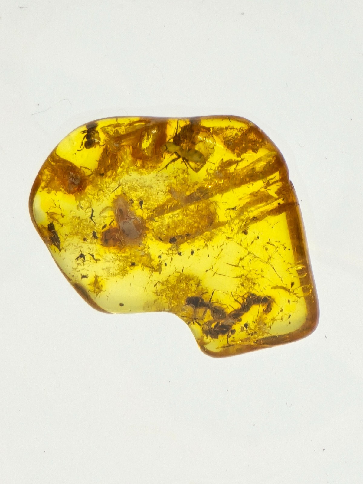 Rare 5x Multi Ant Baltic Amber Fossil - Five Ants Trapped Together - Display Box Rare 5x Multi Ant Baltic Amber Fossil - Five Ants Trapped Together - Display Box