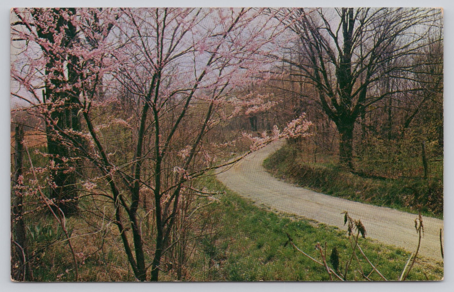 1958 Brown County Indiana Country Road in Spring Redbud Trees Postcard