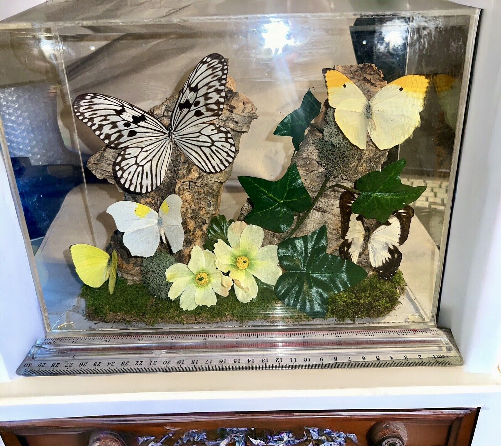 Butterfly 5 Specimens Lucite Boxed Nature Display Drift Wood Floral 12X9X4.5 Vtg