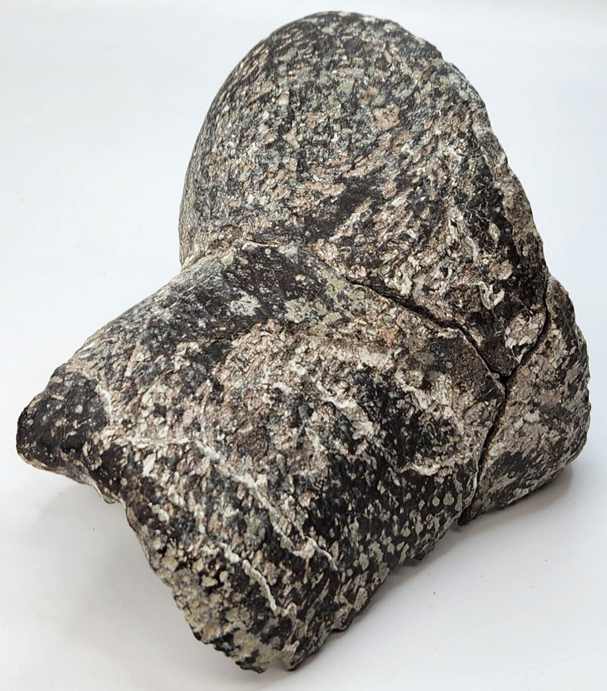 Maiasaura Dinosaur Astragalus Fossil - Two Medicine Fm. - Teton Co., MT