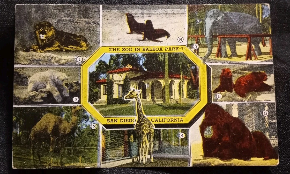 Vintage 1952 The Zoo In Balboa Park San Diego California Linen Postcard Stamp