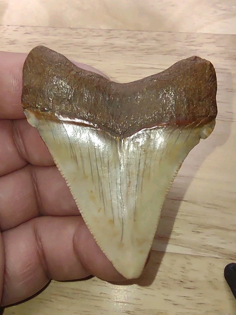 Real Rare Fossil Chubutensis Shark Tooth Sharks Teeth Meg Great W Fossils NC AU