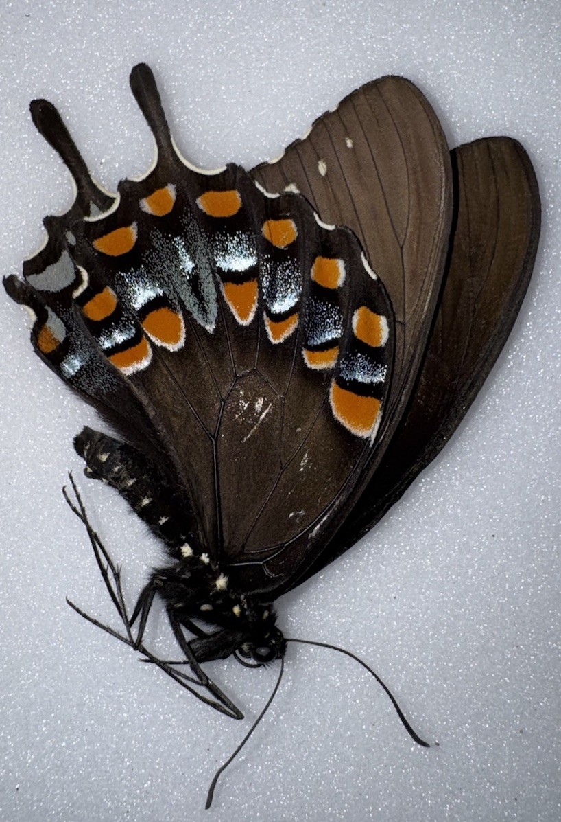 JS13 - Papilio troilus - Spicebush Swallowtails 1