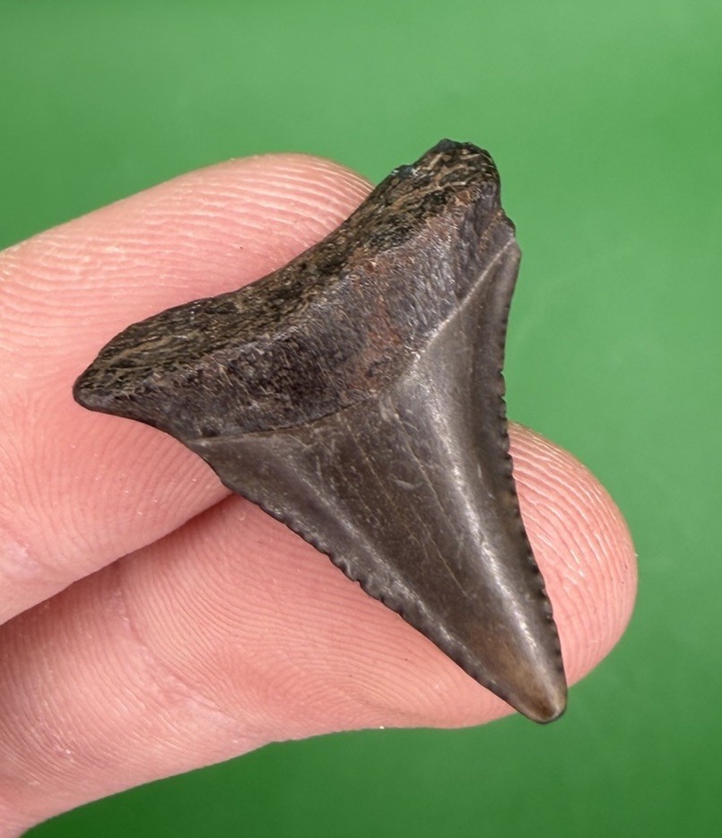 1.06” Great White Shark Tooth Fossil from GA River