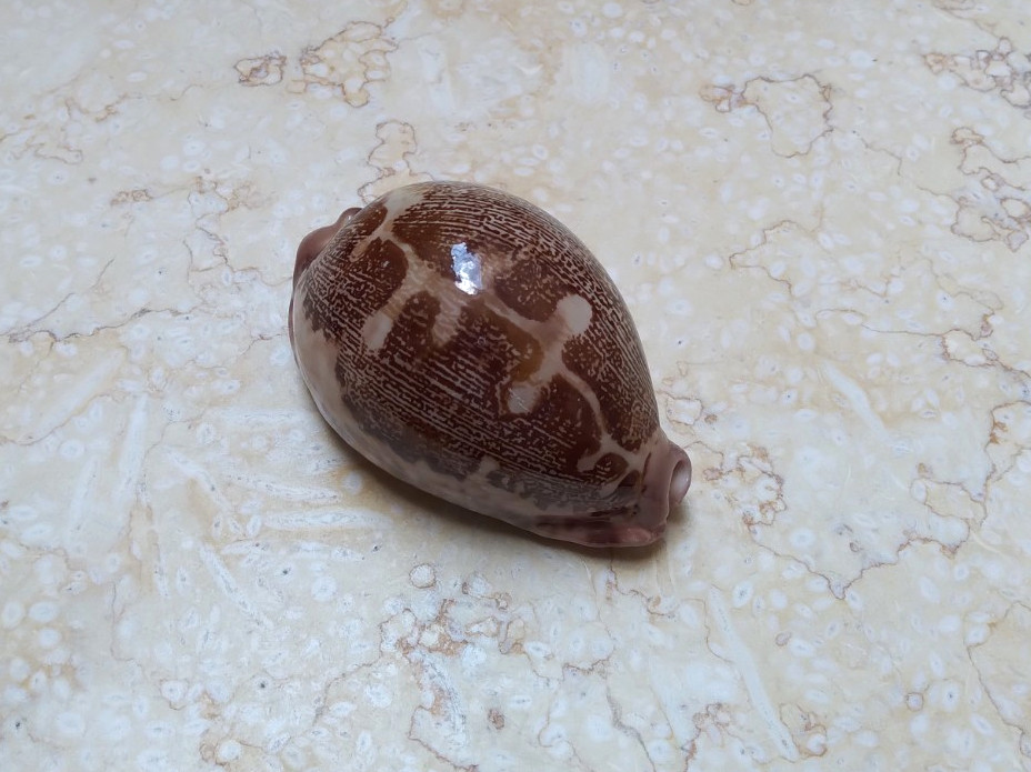 F Cypraea rosea mappa singularis very great pattern natural glossy 73.3 mm F+++