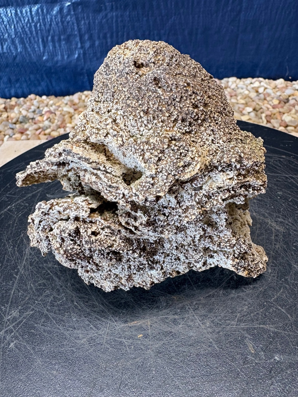 01# Silicified Sponge Fossil Stromatoporoid Calcareous 05\