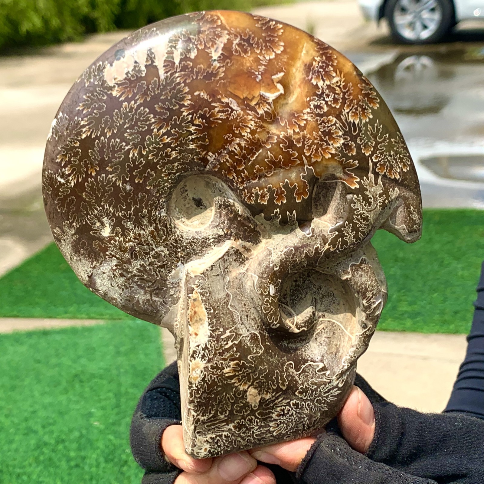 1.76LB Rare Natural Tentacle Ammonite Specimen  Healing Madagascar