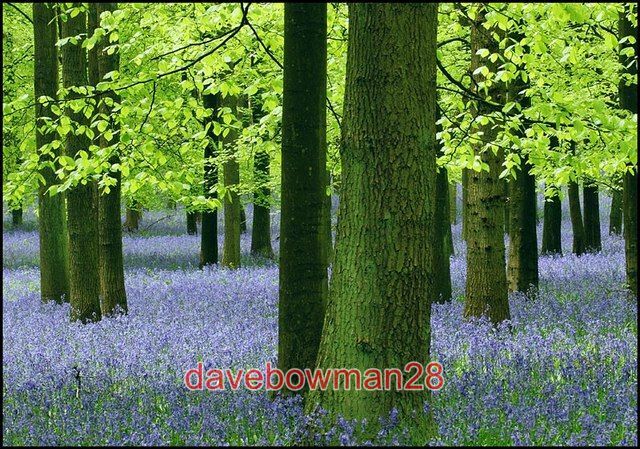 PHOTO  TREES AND BLUEBELLS DOCKEY WOOD ASHRIDGE A LITTLE SUNLIGHT ADDS A SPARKLE