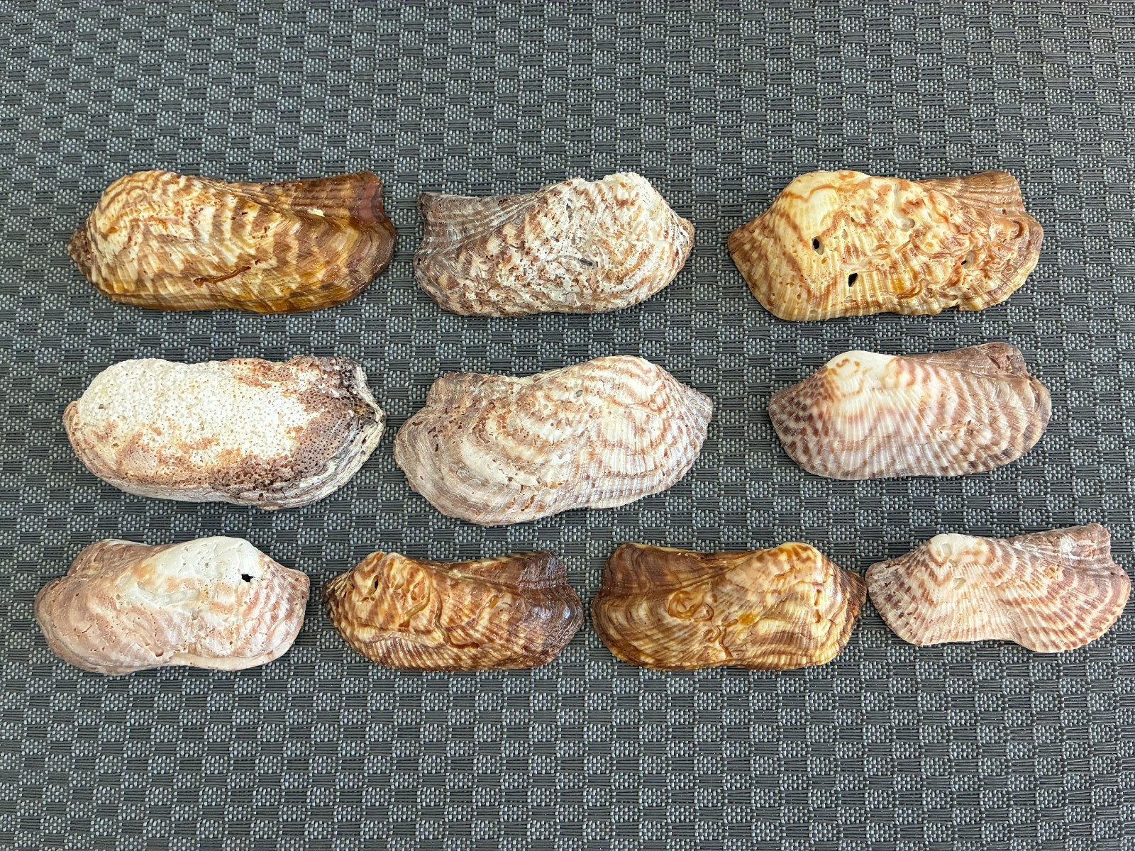 Florida Seashells Large Turkey Wings - Lot of 10 - Gulf Coast - 2 1/2\