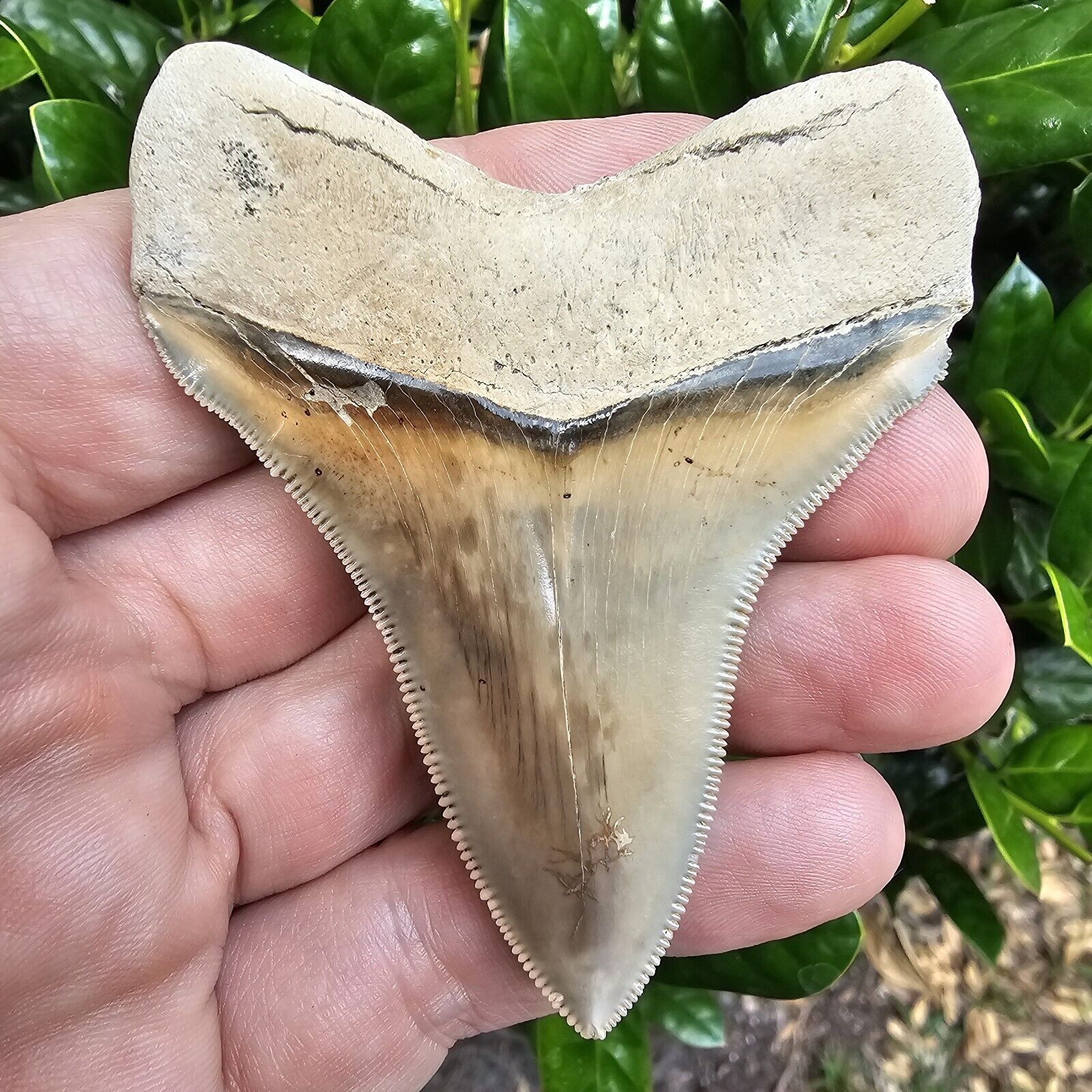 Killer Lee Creek Chubutensis Shark Tooth Fossil Not Megalodon