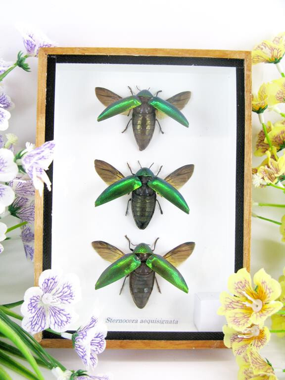 3 Sternocera aequisignata in 3D Display Case - Real Exotic Insects - New