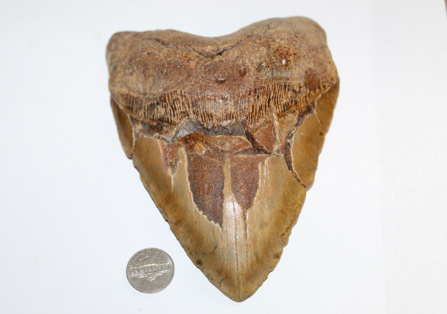 MEGALODON Fossil Giant Shark Teeth All Natural Large 6.37\