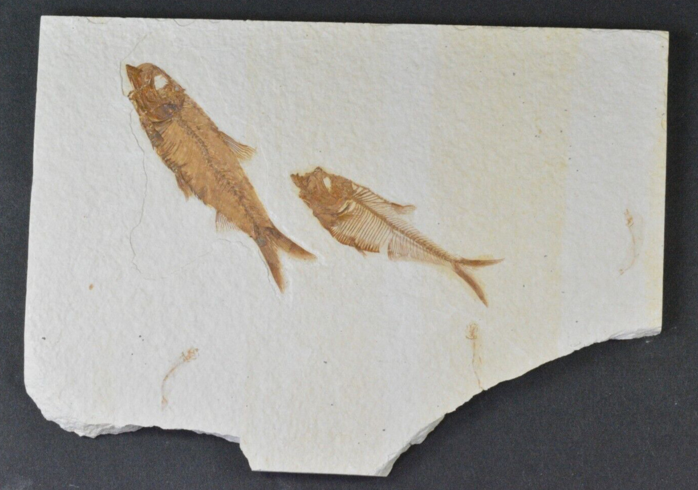 AAA Diplomystus dentatus Fossil Fish Green River Formation Wyoming AAA Diplomystus dentatus Fossil Fish Green River Formation Wyoming