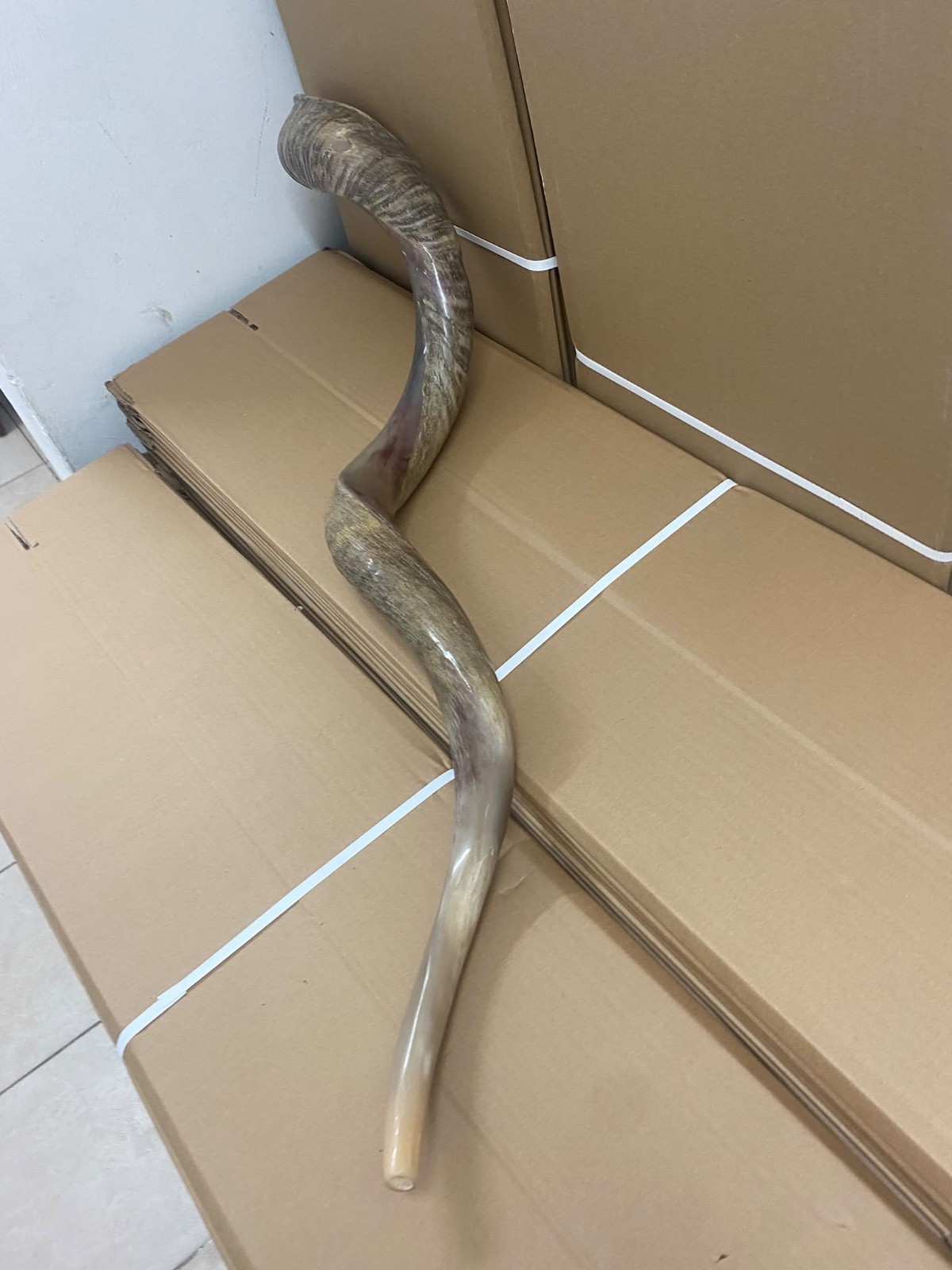 XXXL Kudu Yemenite Horn Shofar Chofar 51