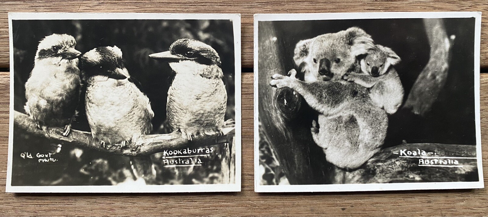 Queensland Government Photo Cards 7cm x 9cm Kookaburras Koalas Australiana