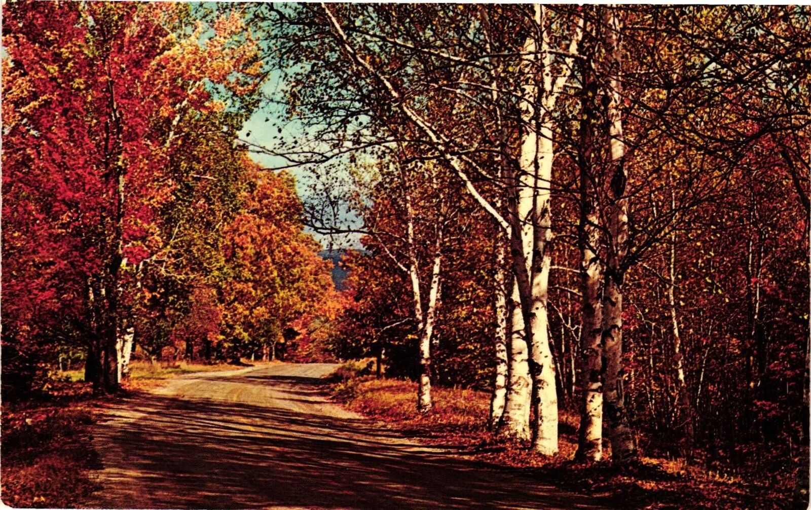 Vintage Postcard- Country Road in Autumn. 1960s