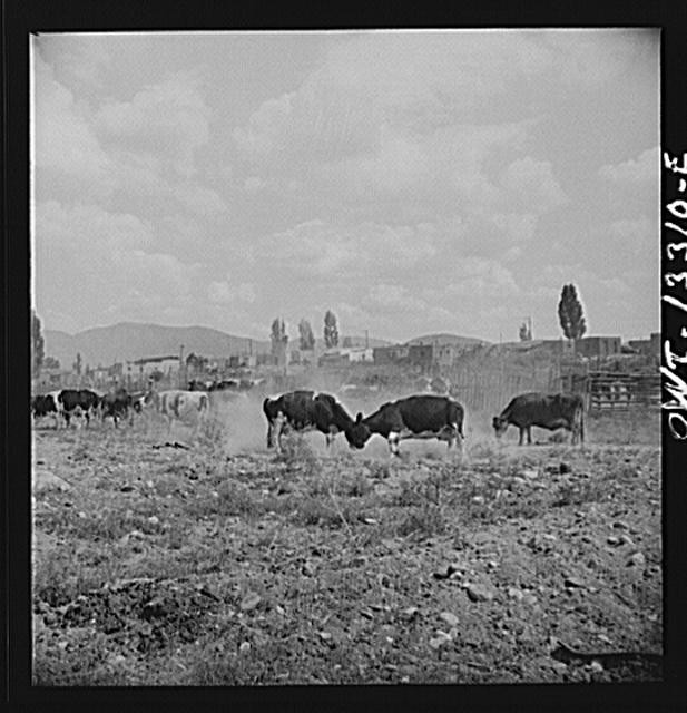 Photo:Rural Cattle Field Herd Grazing 1900s Landscape Print