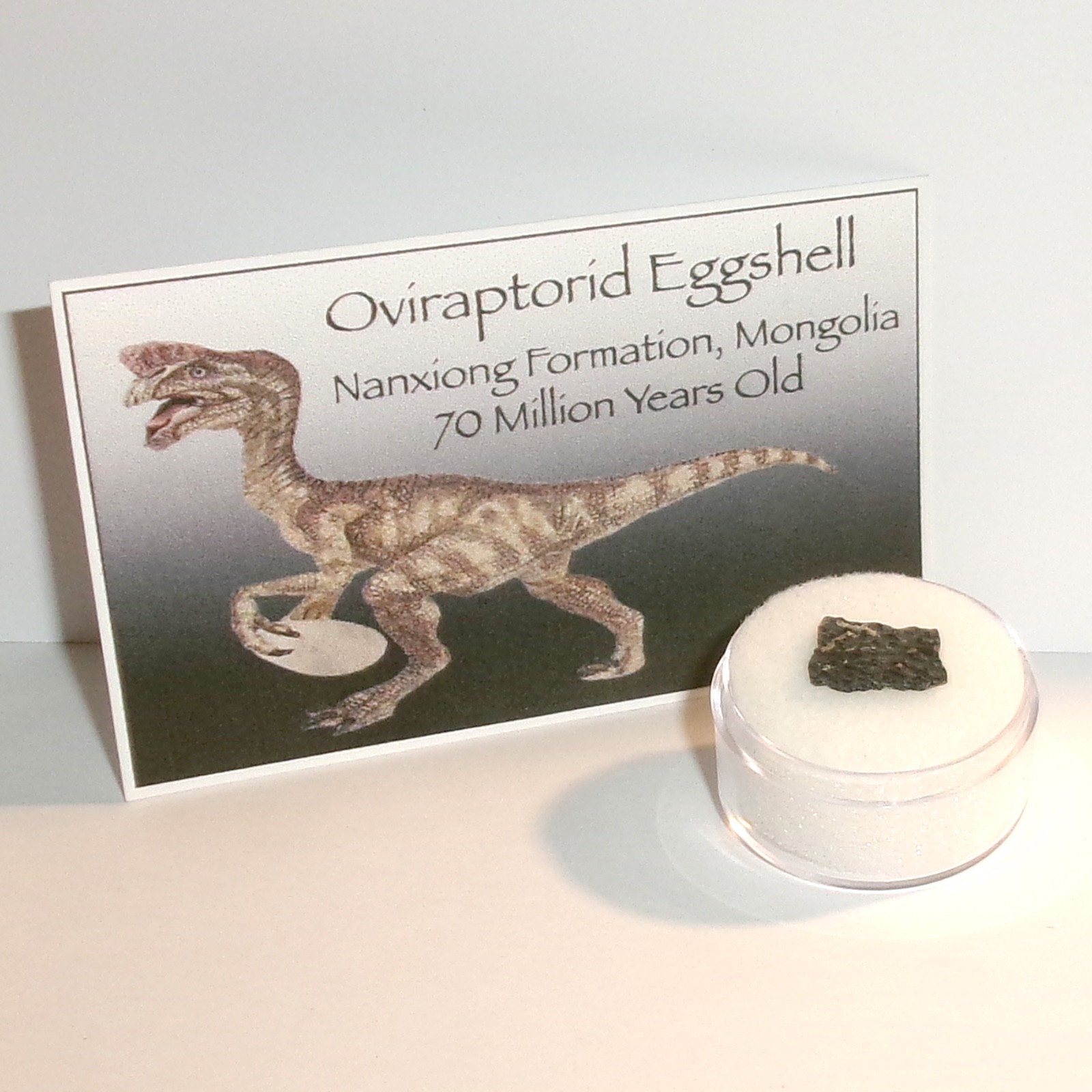 Authentic Raptor Dinosaur Eggshell with Acrylic Display Case, Info Card and COA