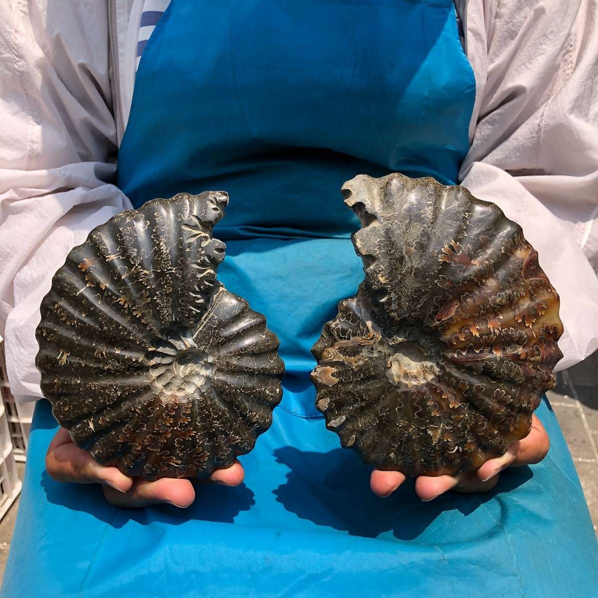 2pc 2.9LB Large Natural Beautiful Ammonite Fossil Conch Crystal Specimen Healing