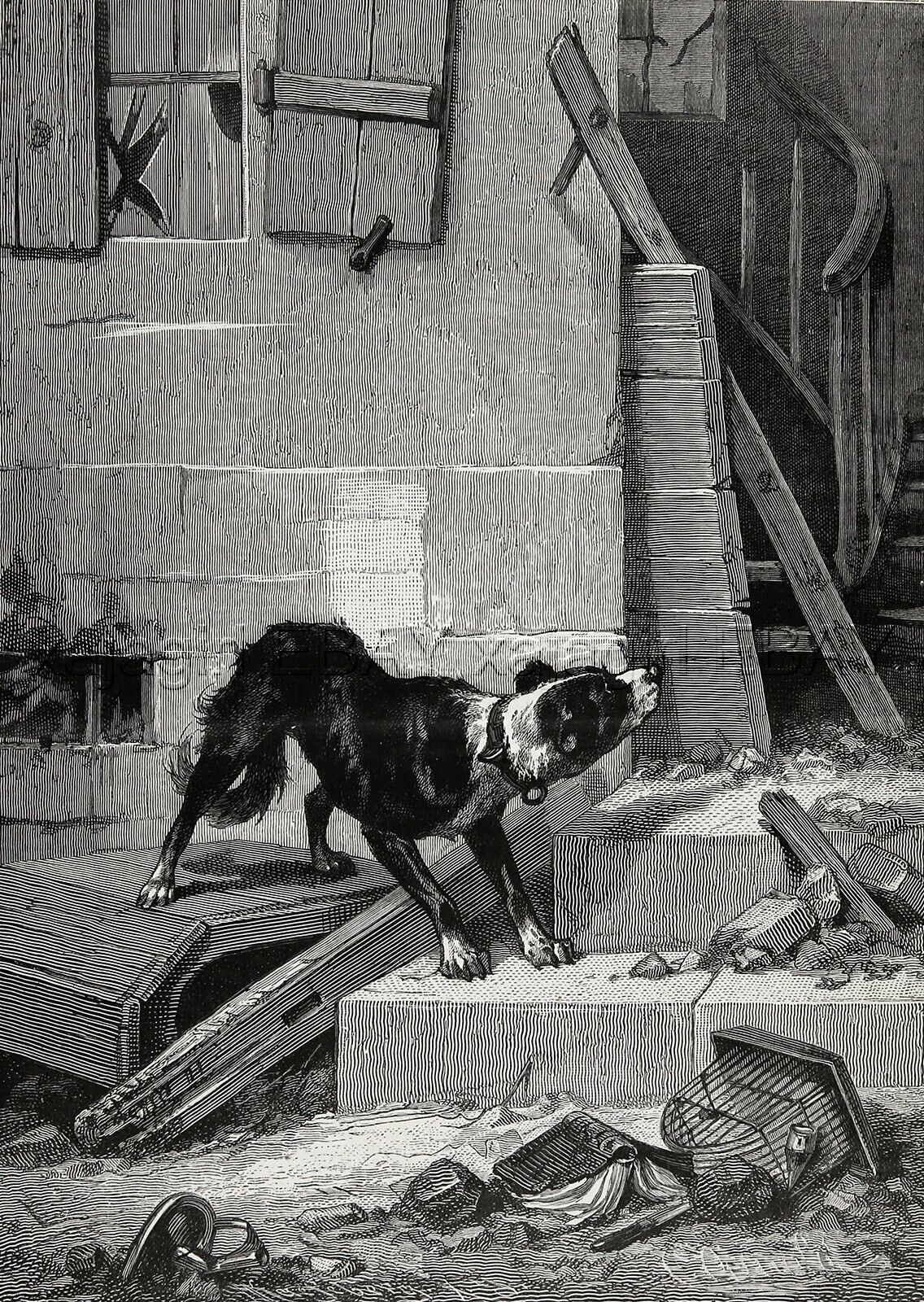 Dog Border Collie Abandoned, Animal Cruelty Rescue, Large 1880s Antique Print