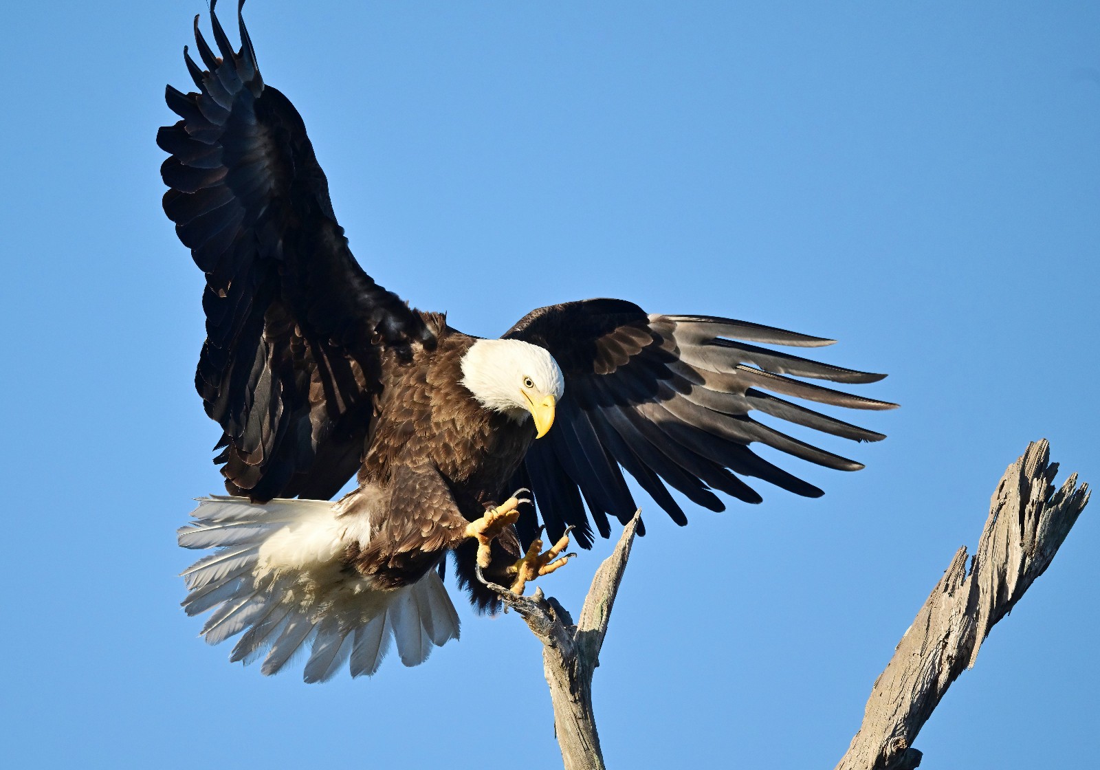 photograph of an eagle coming in for landing (13 x 19)