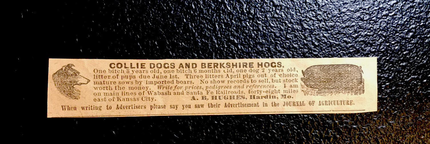 1896 A.B. Hughes Hog Dog Advertising - Hardin - Missouri - Pig - Farm