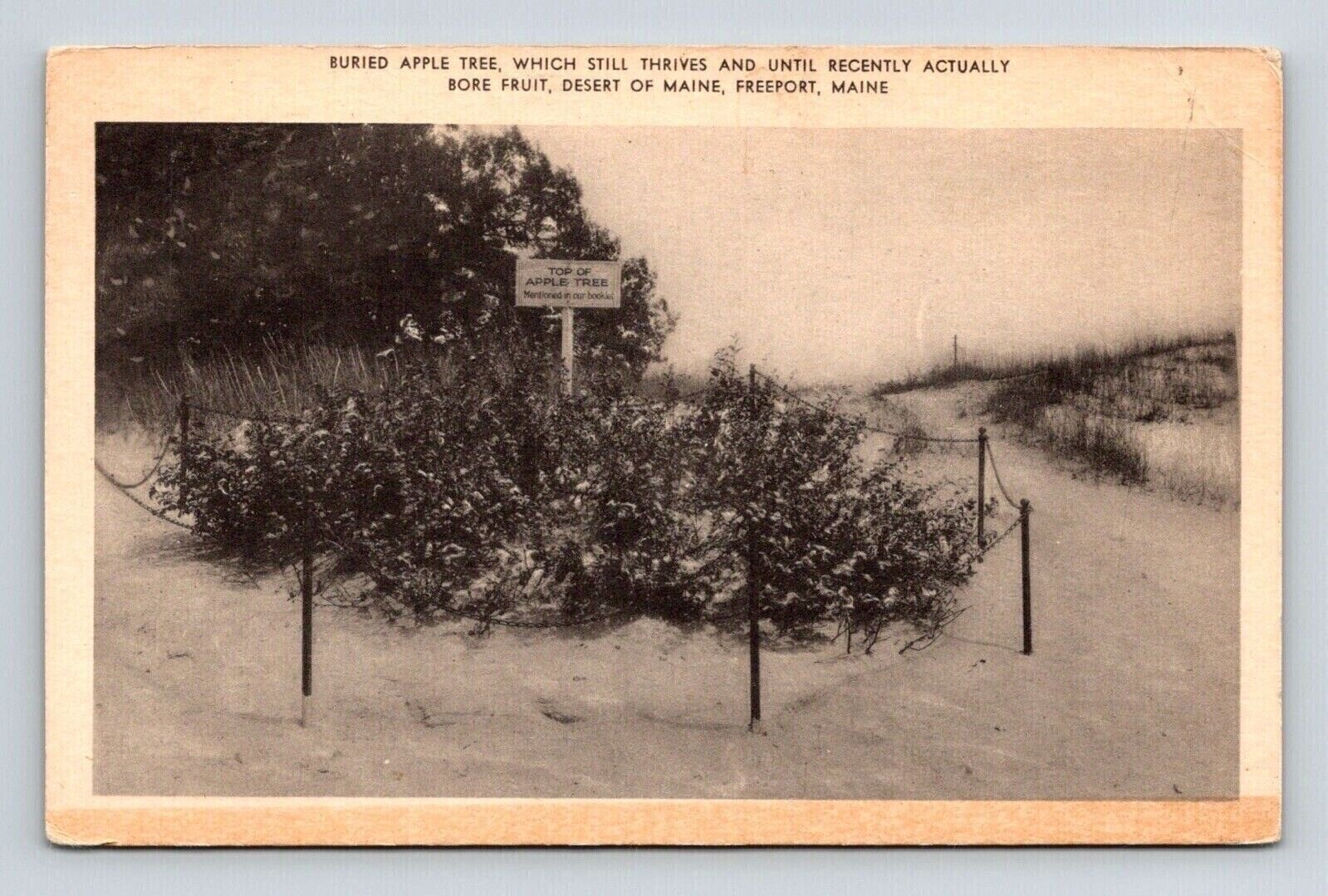 Freeport Maine Desert Of Maine Buried Apple Tree Scenic Landmark BW Postcard
