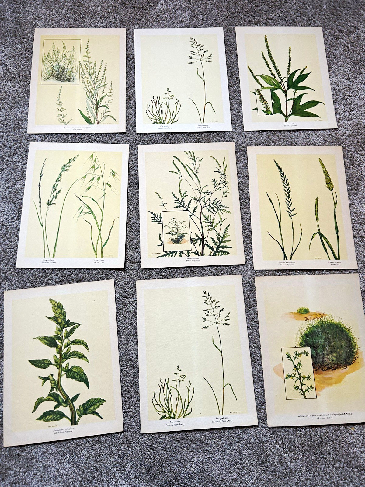Lot of 18 Vintage Botanical Prints Mary Foley Benson Art Illustrations Lot of 18 Vintage Botanical Prints Mary Foley Benson Art Illustrations