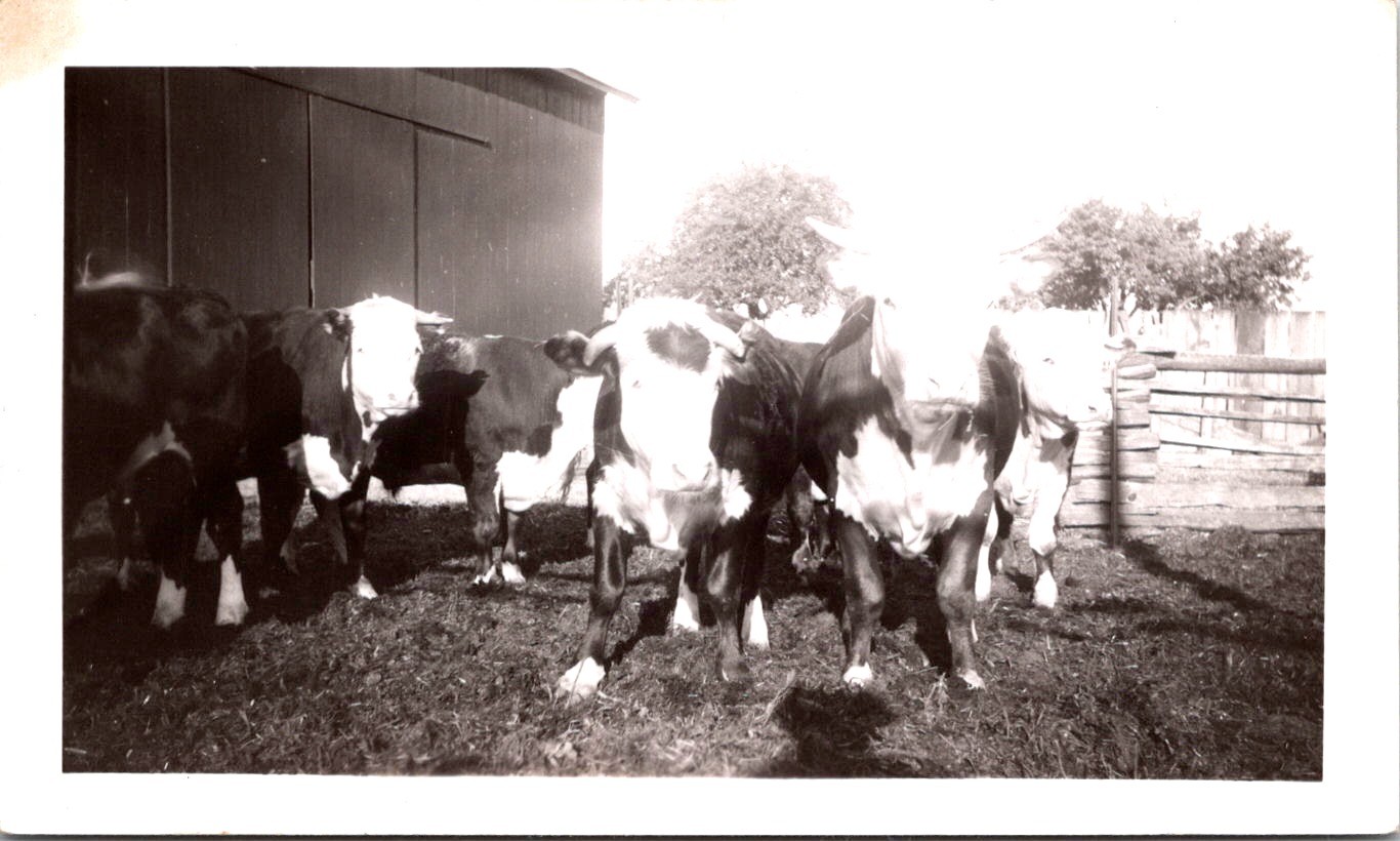 Hereford Cattle on Farm, 1950s B&W Snapshot Photo