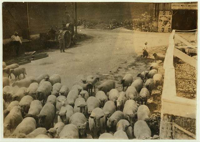 Photo:Carlisle Kentucky 1916 Boy Driving Sheep into Pens Lewis Hine