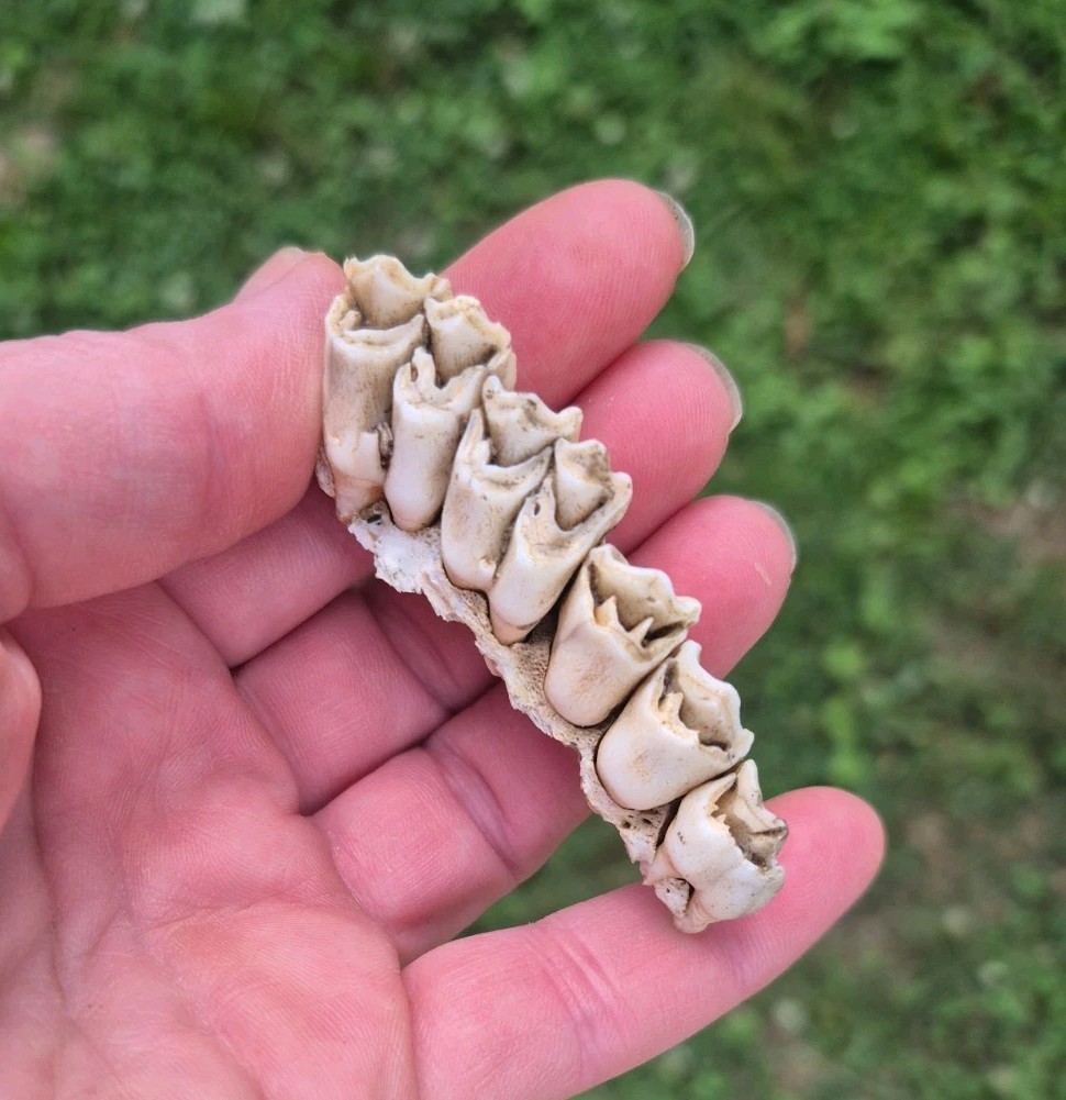 Row Of Jaw Teeth Whitetail Deer NW GA Row Of Jaw Teeth Whitetail Deer NW GA