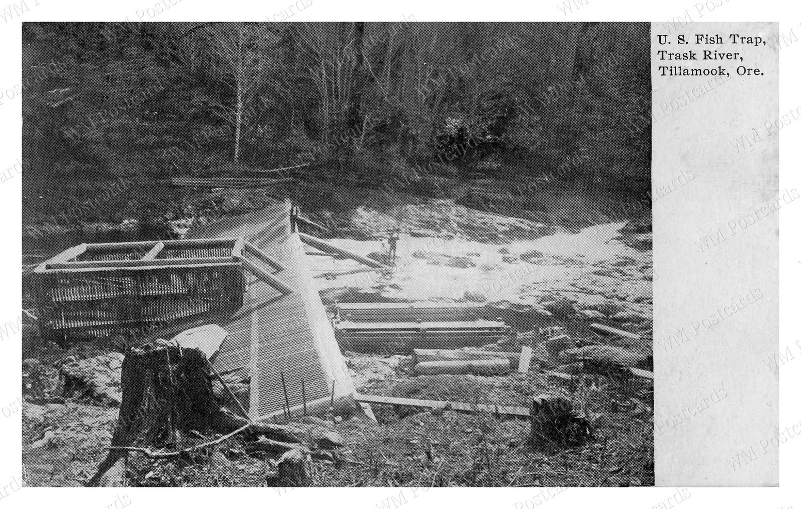 Tillamook Oregon 1909 Trask River Fish Trap Standard Postcard