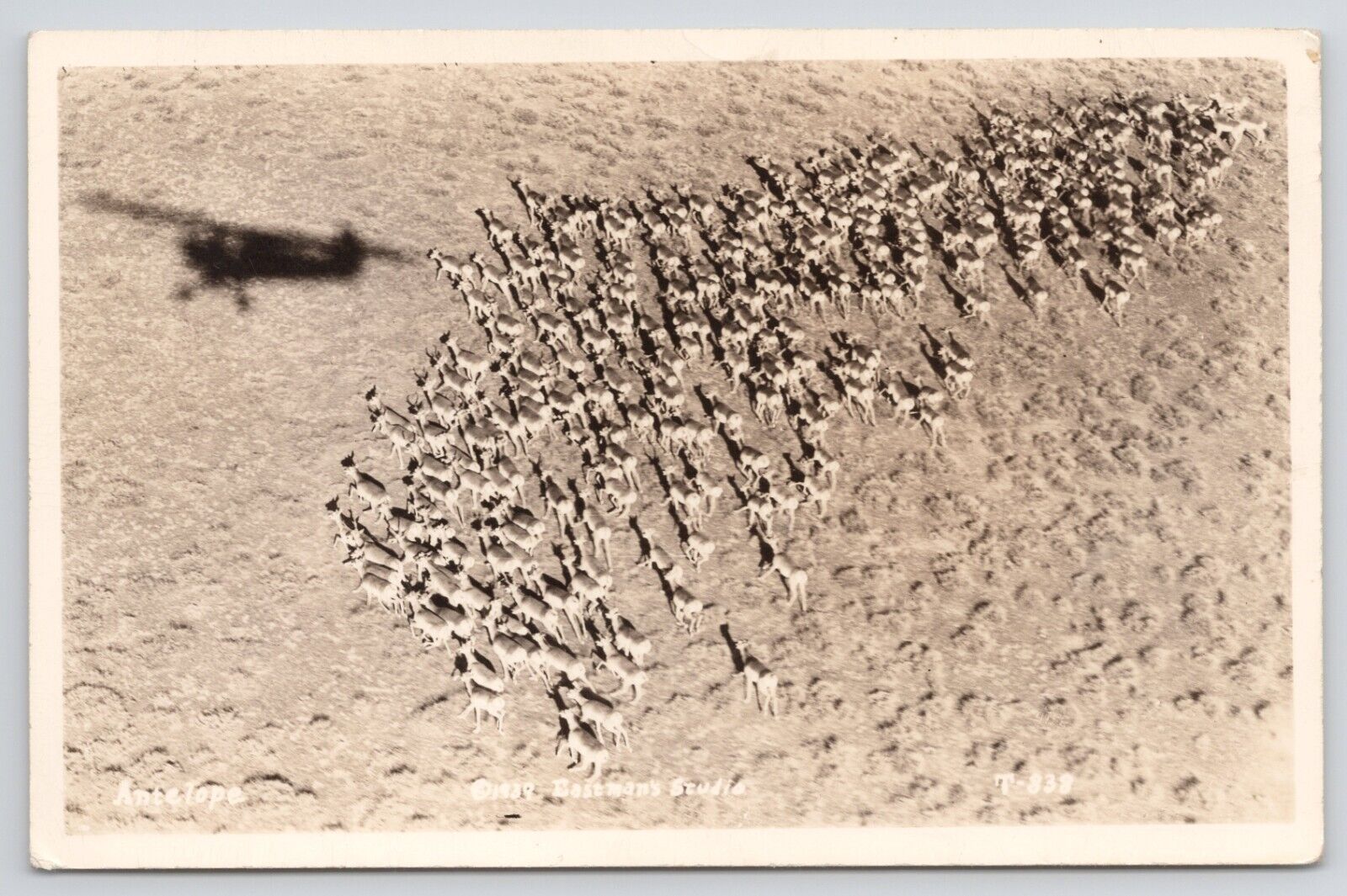 RPPC Herd of Antelope Aerial View Real Photo Postcard