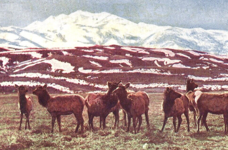 1906 Band of Elk 36 W S Berry Gardiner Montana Undivided Back Postcard