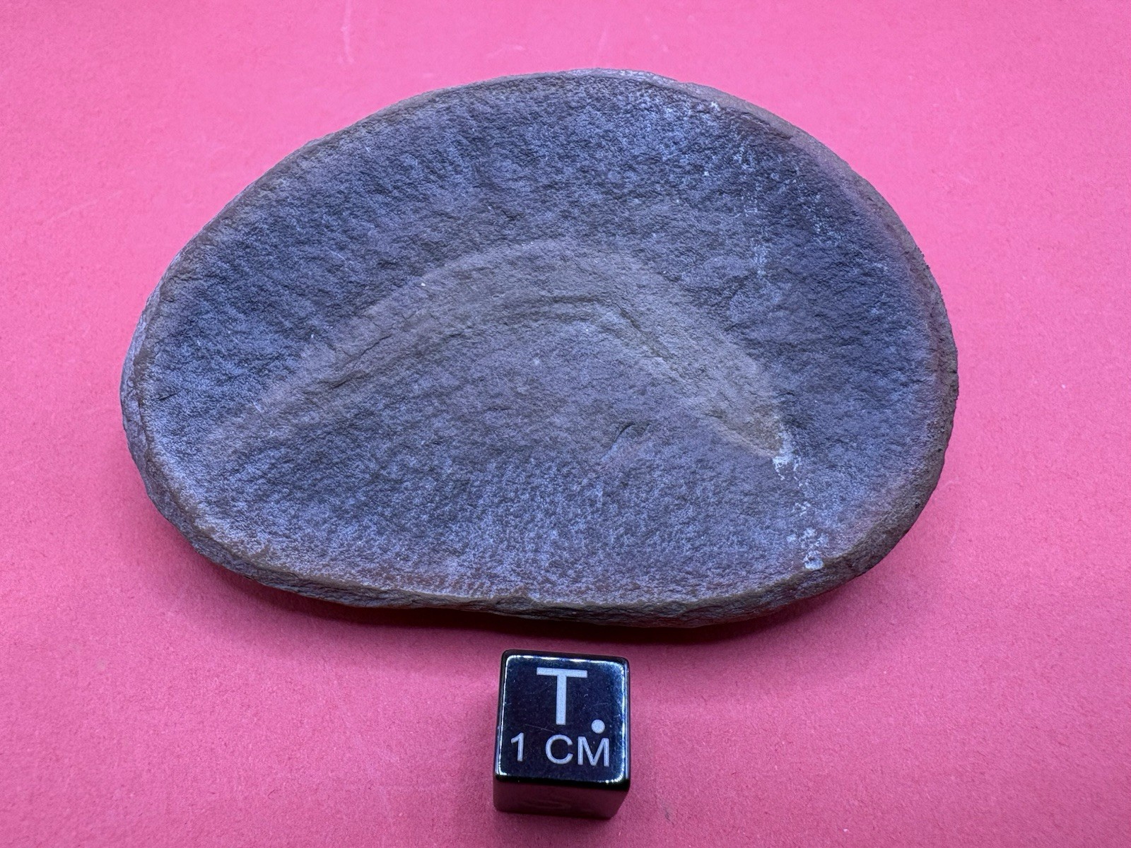 Mazon Creek Fossil Gilpichthys greenei Fish-Carboniferous- Pit 11 Braidwood, IL. Mazon Creek Fossil Gilpichthys greenei Fish-Carboniferous- Pit 11 Braidwood, IL.