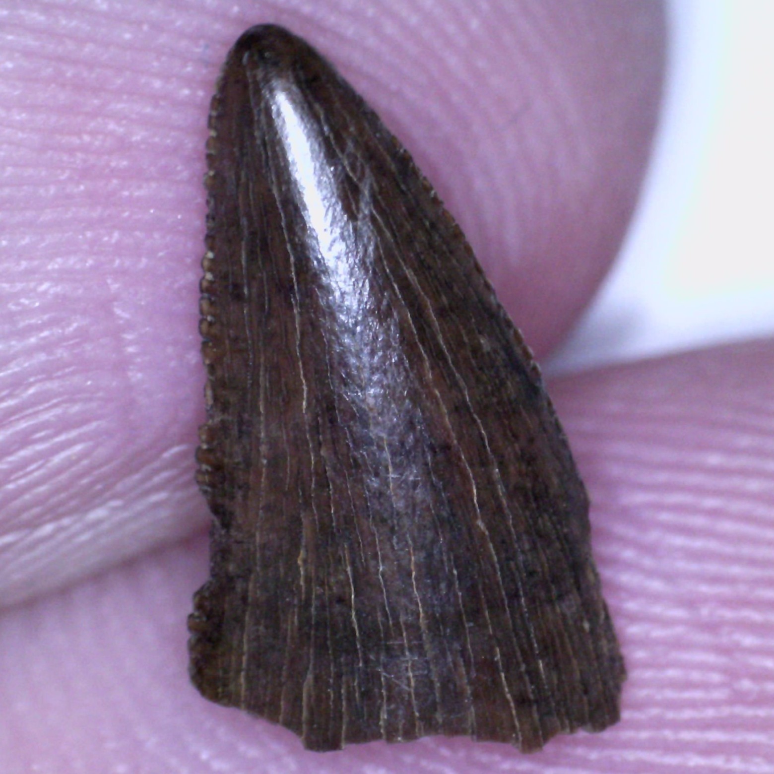 TYRANNOSAUR Dinosaur Fossil Tooth TYRANNOSAURUS REX T REX or NANOTYRANNUS .51 IN