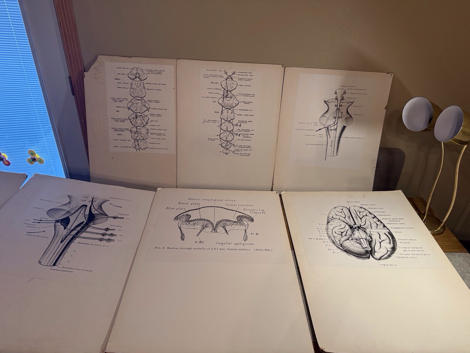 Vintage Harvard Medical School Anatomy Charts Lot Dr Elizabeth Pierce Brain Stem