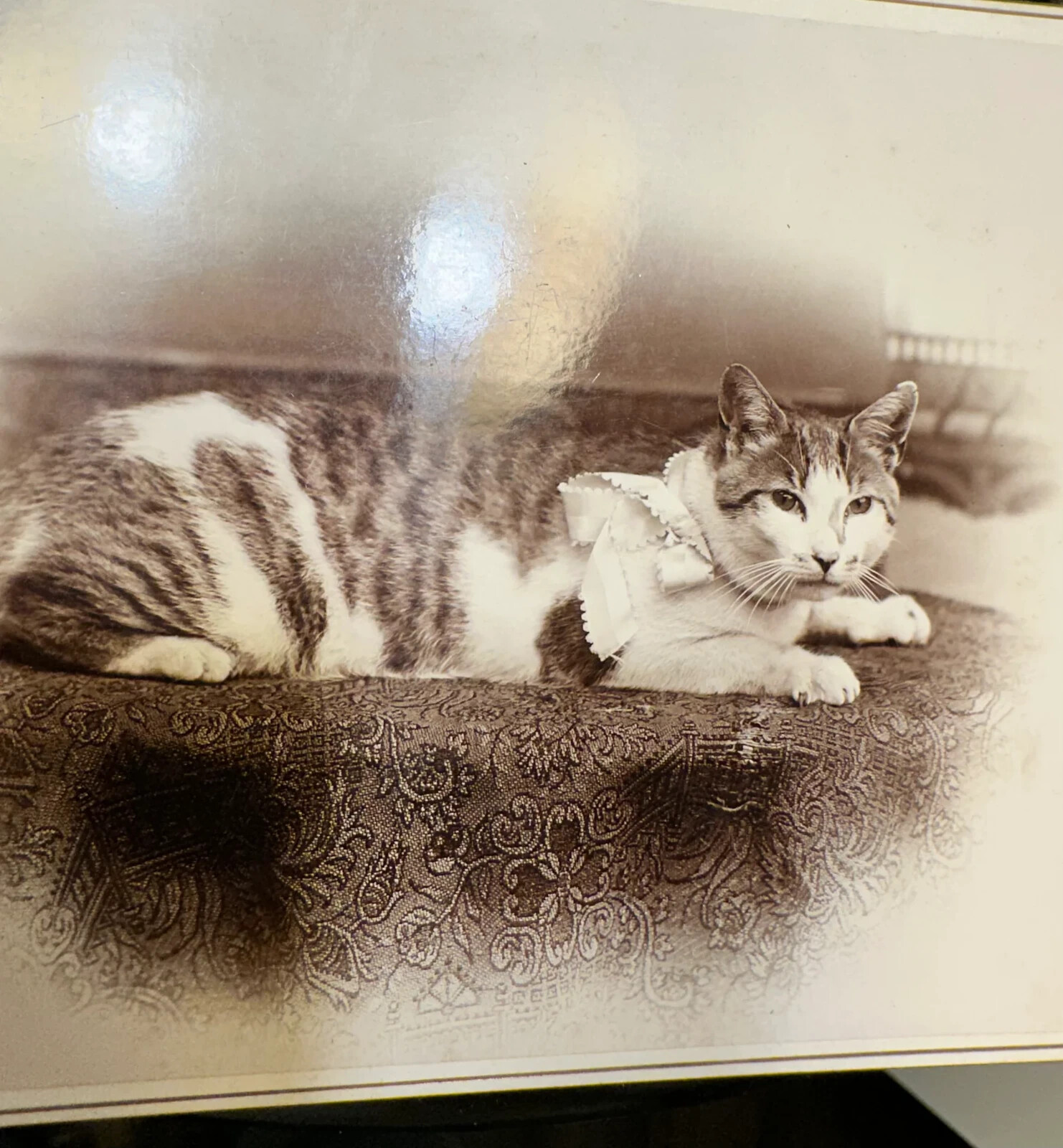 THE BEST Antique CAT PHOTO Rhode Island 1890s Original / 19th Century