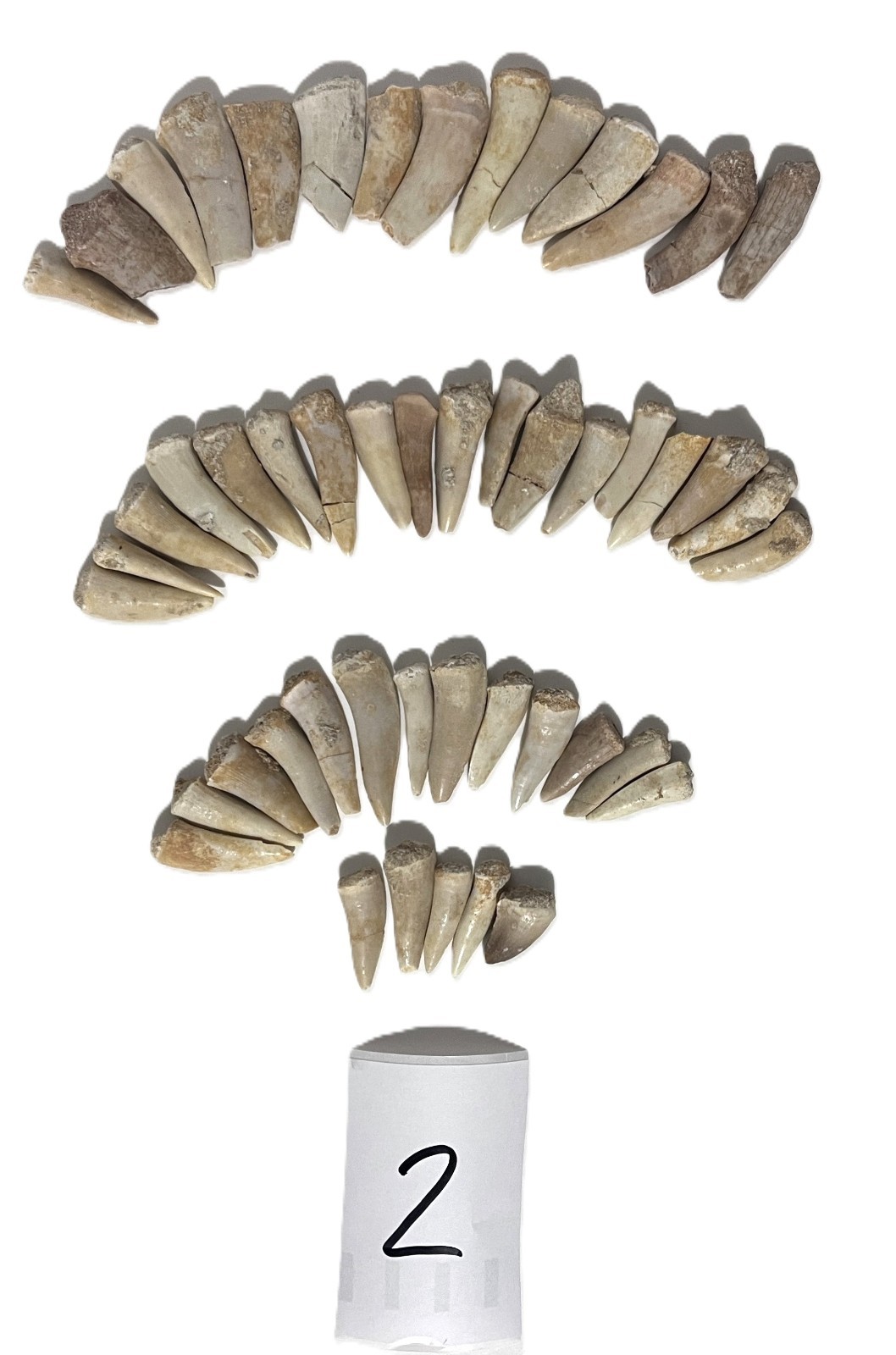 50 Real Moroccan Fossil Teeth Cretaceous Mosasaur Enchodus Prehistoric Lot #2