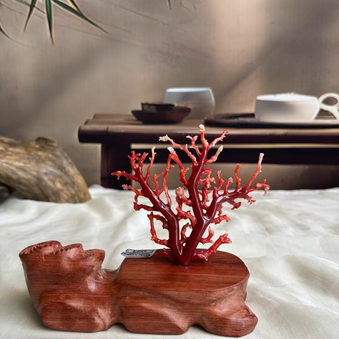 27.6G Pure natural Akachi blood red coral tree ornament