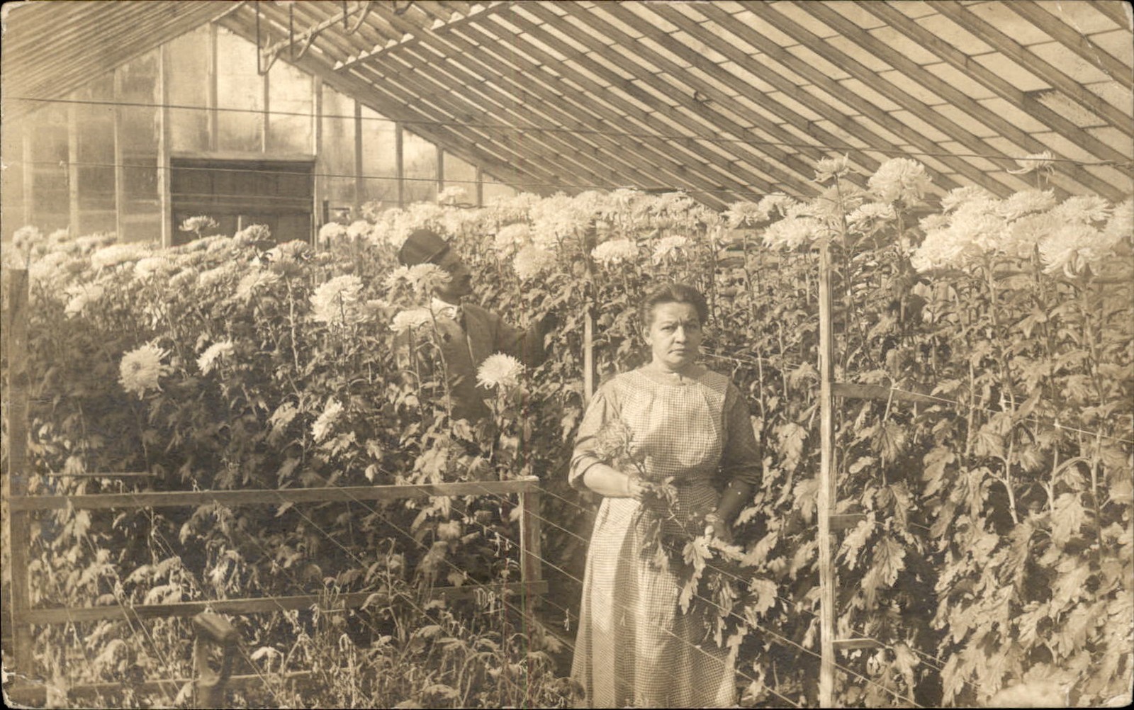 Evanston IL Postmark Woman in greenhouse c1900s-10s Real Photo Postcard bhn