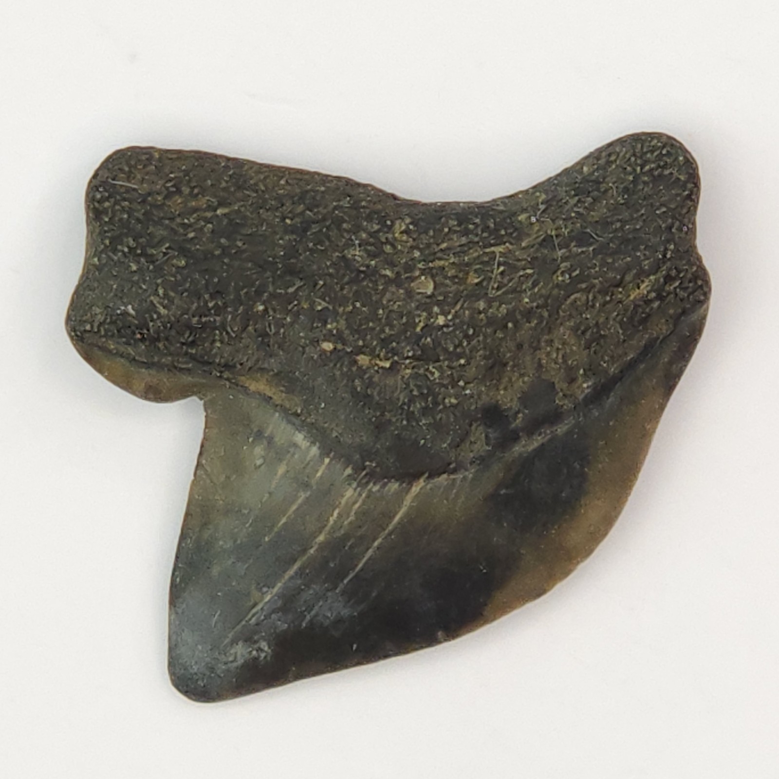 S. kaupi 0.75\