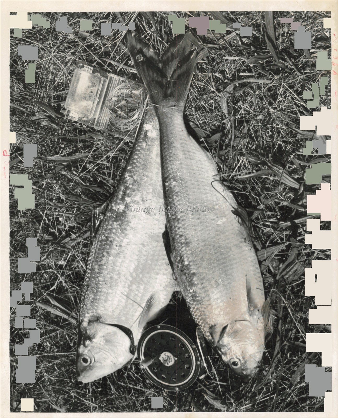 1967 Columbia River Shad Fishing Dirty High Water Washougal Reef Photo 8X10