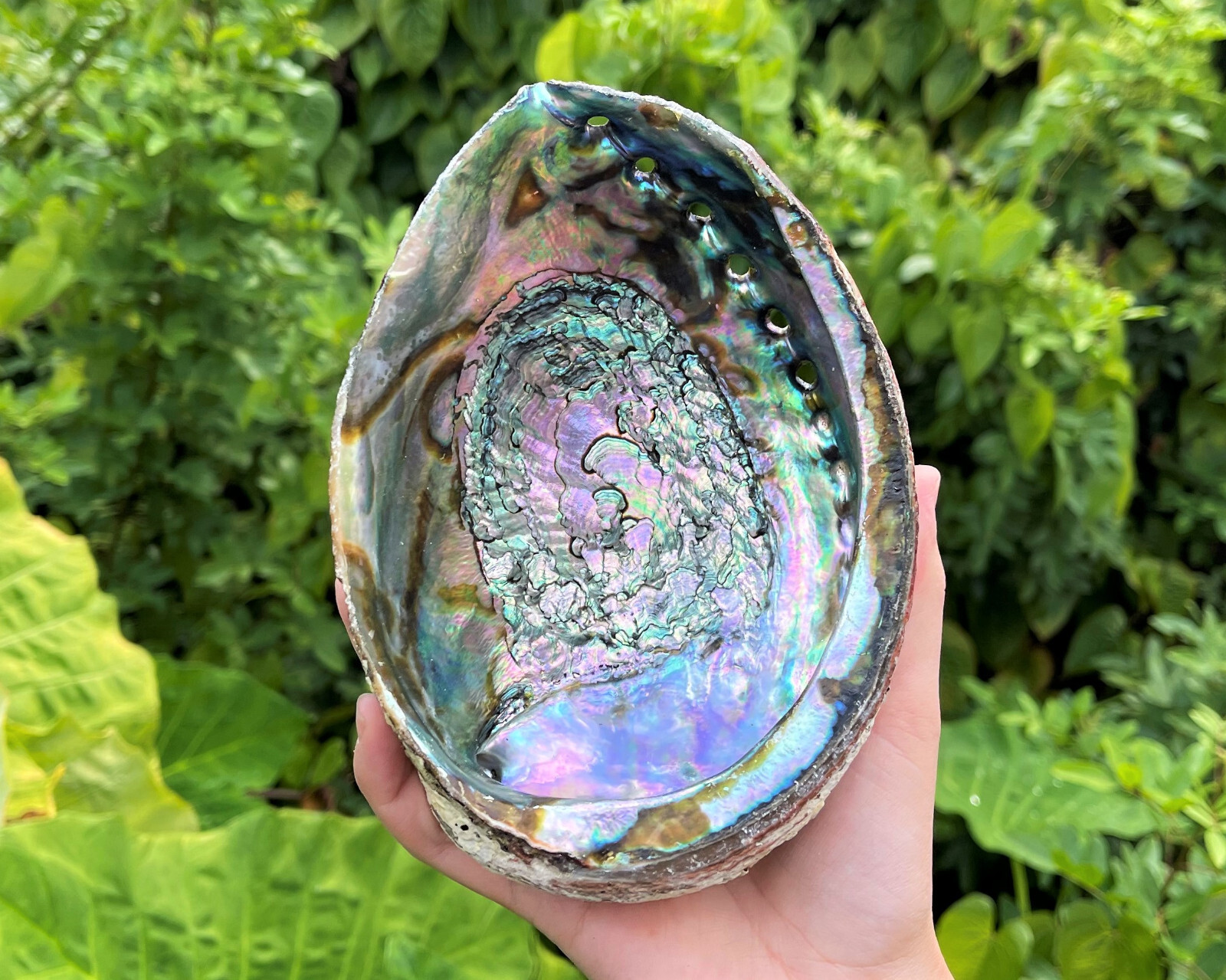 JUMBO Natural Abalone Shell, 6-7 JUMBO Natural Abalone Shell, 6-7