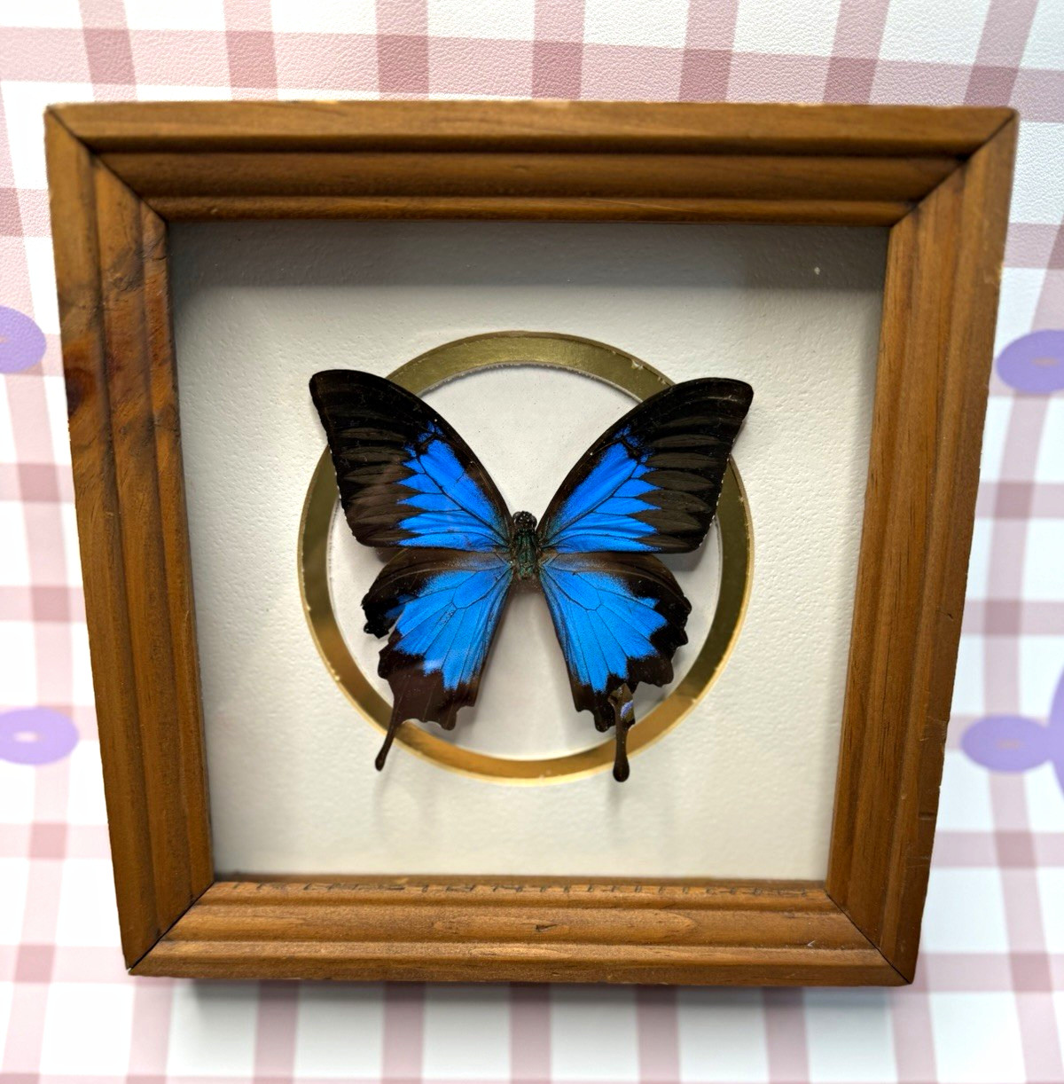 Creative Arts Unlimited Blue & Black Butterfly Specimen Wood Shadow Box Frame