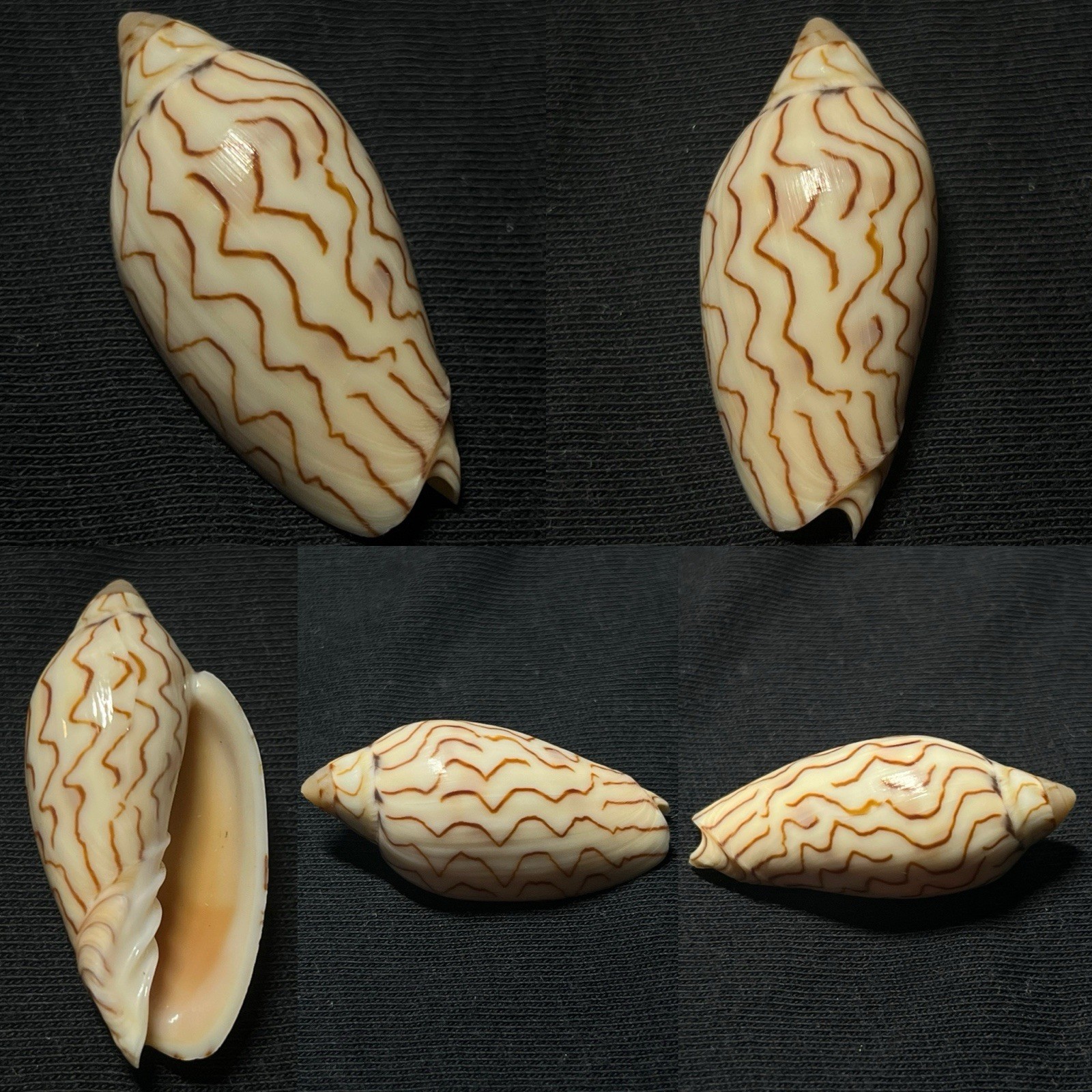 Volutidae Amoria macandrewi Sea Shell, 41mm Volutidae Amoria macandrewi Sea Shell, 41mm