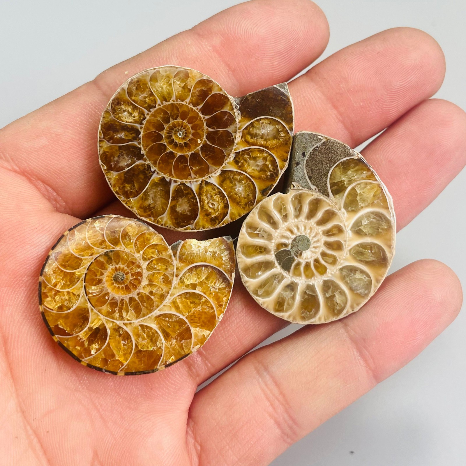 3PC Natural ammonite quartz Quartz  Crystal Specimen Reiki Healing Gift